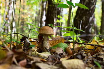 boletus edulis in the forest