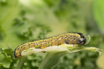 Large white butterfly, Pieris brassicae larva feeding on cabbage