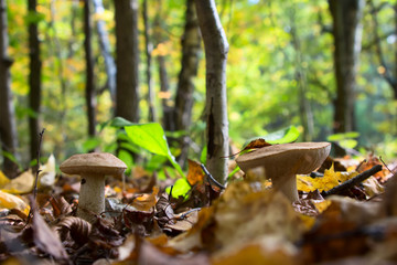 boletus edulis in the forest