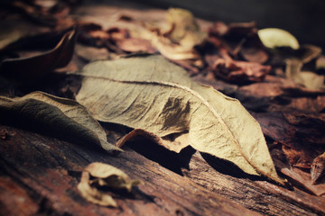 Dried leaves