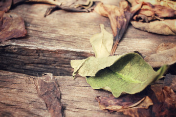 Dried leaves