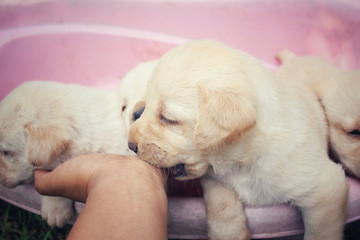 Labrador puppy dog playing