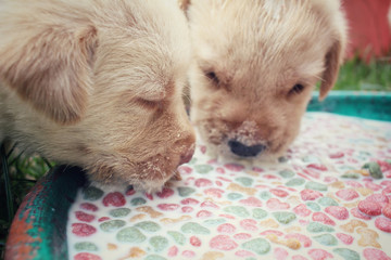 Labrador puppy eating dog food
