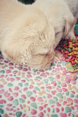 Labrador puppy eating dog food