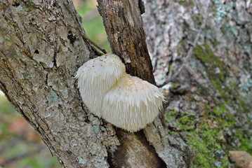 Mushroom on tree 2