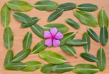 Pink flower with green leaf