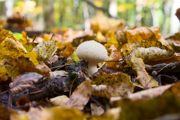 mushroom Lycoperdon in the forest