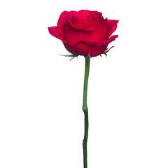 single red rose  isolated  background