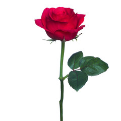 single red rose  isolated  background