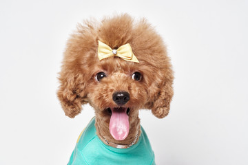 Poodle puppy white background