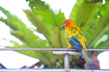 beautiful colorful parrot in the garden