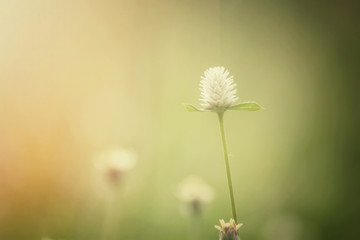 Vintage spring flowers