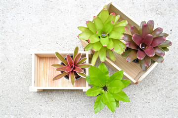 Gardening with plants (Bromeliad, Fern) in wooden boxes