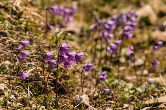 closeup of soldanella alpina flowers