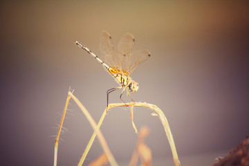 Dragonfly