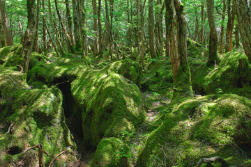 苔の森　原生林　白駒池周辺　長野県