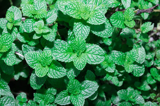 the green mint leaf in garden
