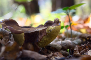 boletus edulis in the forest