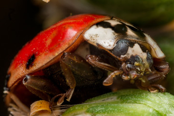 Asian Beetle with One Spot Cleans Green Wax from Face © stevenwellingson