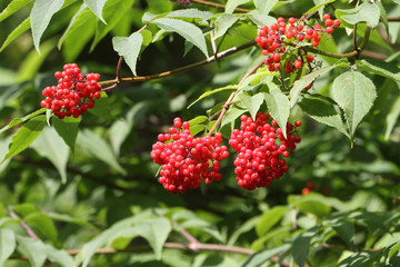 Branches of elder red with berries against foliage in the summer
