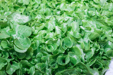 Fresh lettuce leaves, close up
