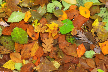 dirty autumn leaves