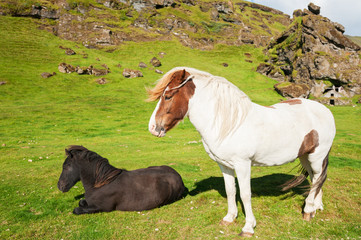 White and black icelandic horses.