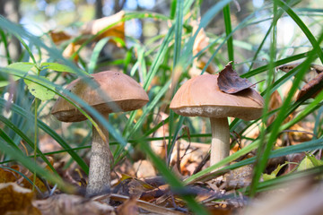 boletus edulis in the forest