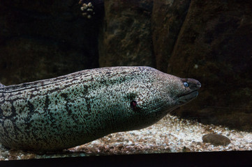 Moray eel with the opened mouth.