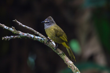 beautiful flavescent bulbul