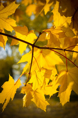 Colourful leaves in autumn season.