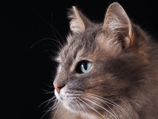 Портрет кота на черном фоне. Кот серый, пушистый, с зелеными глазами. Снято крупно. Заготовка. Кот большой и очень красивый 