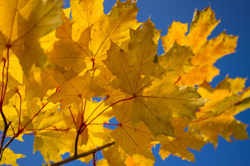 Fototapeta na wymiar Colourful leaves in autumn season.