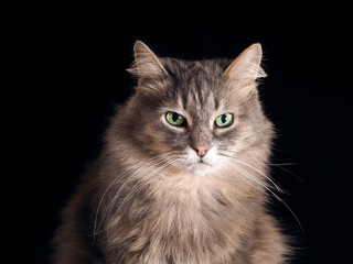 Fototapeta na wymiar Портрет кота на черном фоне. Кот серый, пушистый, с зелеными глазами. Снято крупно. Заготовка. Кот большой и очень красивый 
