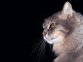 Портрет кота на черном фоне. Кот серый, пушистый, с зелеными глазами. Снято крупно. Заготовка. Кот большой и очень красивый 