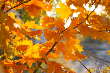 Colourful leaves in autumn season.