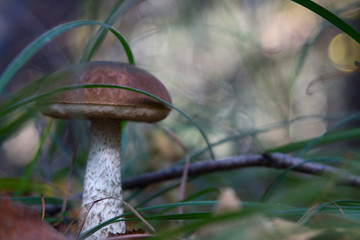 boletus edulis in the forest