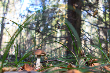boletus edulis in the forest