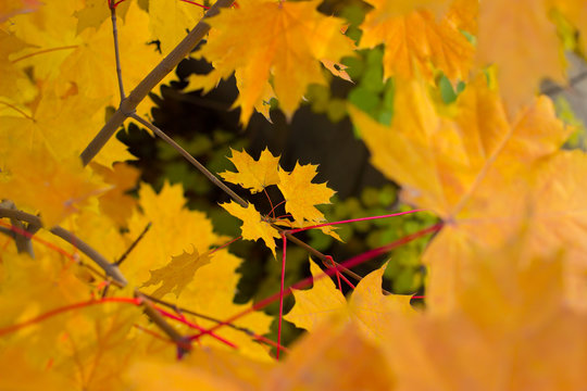 Colourful leaves in autumn season.