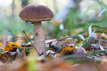 boletus edulis in the forest