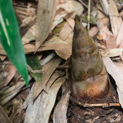 Bamboo shoots during the dry season
