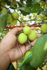 Monkey apple tree with hand