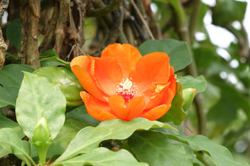 Orange flower 