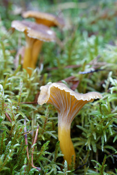 Closeup of group of funnel chanterelle in moss