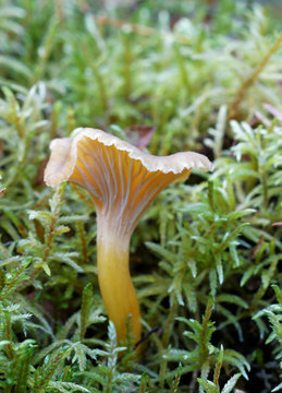Closeup of one funnel chanterelle in moss