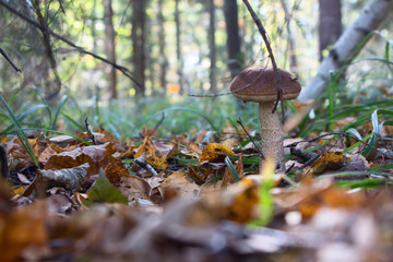 boletus edulis in the forest