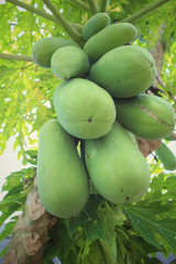 Papaya tree
