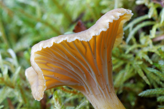 Closeup of one funnel chanterelle in moss
