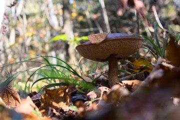 boletus edulis in the forest