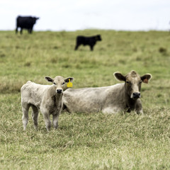 Blond calf and cow in fall pasture